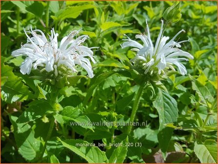 Monarda &amp;#39;Bee-Bright&amp;#39; | Bergamotplant, Indianennetel | Indianernessel