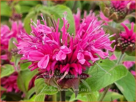 Monarda &amp;#39;Cranberry Lace&amp;#39; | Bergamotplant, Indianennetel | Indianernessel