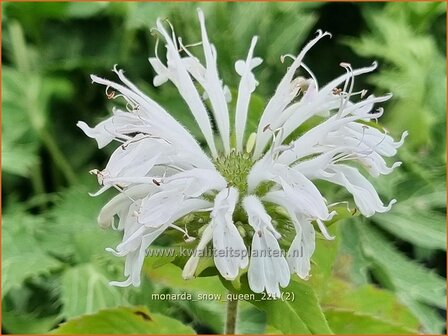 Monarda &amp;#39;Snow Queen&amp;#39; | Bergamotplant, Indianennetel | Indianernessel