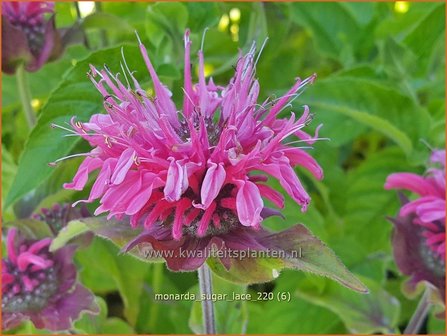 Monarda &amp;#39;Sugar Lace&amp;#39; | Bergamotplant, Indianennetel | Indianernessel