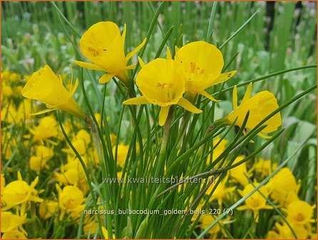 Narcissus bulbocodium &amp;#39;Golden Bells&amp;#39; | Hoepelroknarcis, Narcis | Reifrock-Narzisse