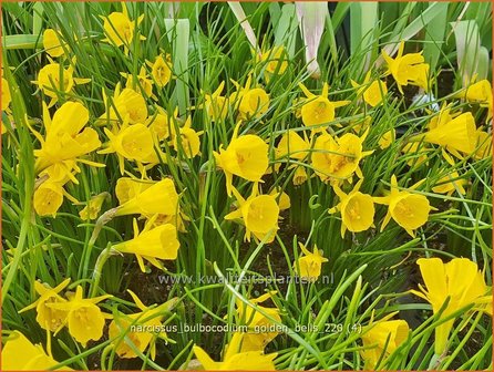 Narcissus bulbocodium &amp;#39;Golden Bells&amp;#39; | Hoepelroknarcis, Narcis | Reifrock-Narzisse