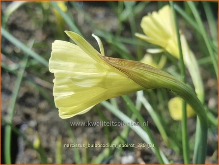 Narcissus bulbocodium &#039;Spoirot&#039; | Hoepelroknarcis, Narcis | Reifrock-Narzisse