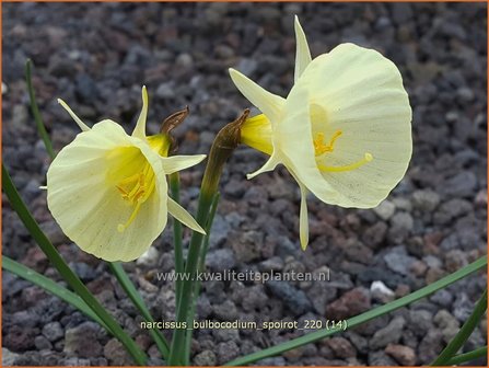 Narcissus bulbocodium 'Spoirot' | Hoepelroknarcis, Narcis | Reifrock-Narzisse | Hoop-petticoat Daffodil