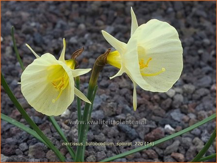 Narcissus bulbocodium &#039;Spoirot&#039; | Hoepelroknarcis, Narcis | Reifrock-Narzisse