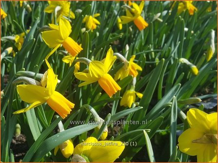 Narcissus &amp;#39;Jetfire&amp;#39; | Narcis | Alpenveilchenartige Narzisse