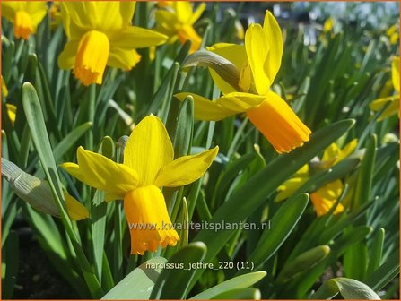 Narcissus &amp;#39;Jetfire&amp;#39; | Narcis | Alpenveilchenartige Narzisse