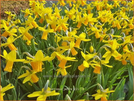 Narcissus &amp;#39;Jetfire&amp;#39; | Narcis | Alpenveilchenartige Narzisse