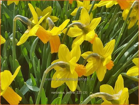 Narcissus &amp;#39;Jetfire&amp;#39; | Narcis | Alpenveilchenartige Narzisse