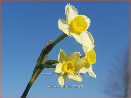 Narcissus &#039;Minnow&#039; | Narcis | Alpenveilchenartige Narzisse | Daffodil