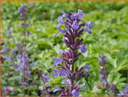 Nepeta &amp;#39;Cat&amp;#39;s Pajamas&amp;#39;