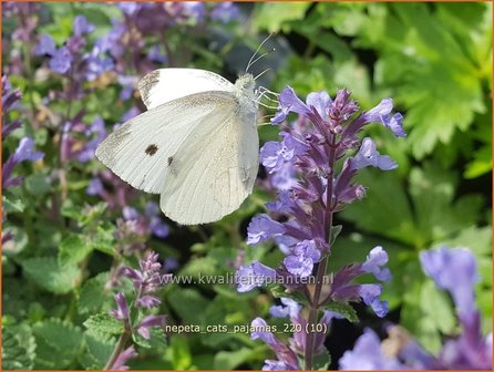 Nepeta &amp;#39;Cat&amp;#39;s Pajamas&amp;#39; | Kattenkruid | Katzenminze