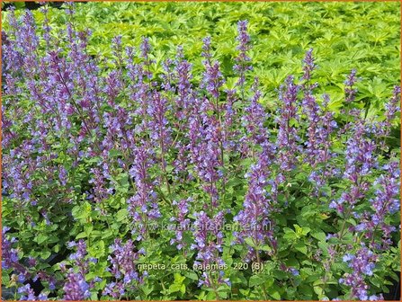 Nepeta &amp;#39;Cat&amp;#39;s Pajamas&amp;#39; | Kattenkruid | Katzenminze