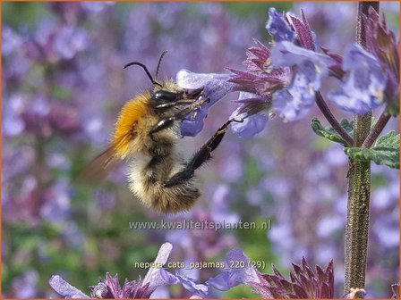 Nepeta &amp;#39;Cat&amp;#39;s Pajamas&amp;#39; | Kattenkruid | Katzenminze