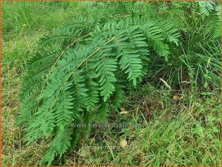 Osmunda regalis | Koningsvaren | Gew&ouml;hnlicher Rispenfarn