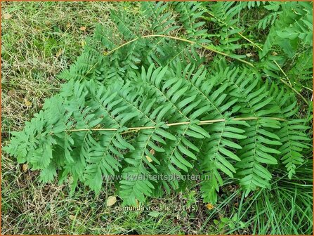 Osmunda regalis | Koningsvaren | Gew&ouml;hnlicher Rispenfarn