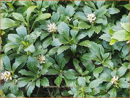 Pachysandra terminalis | Schaduwkruid, Dikkemanskruid | Endst&auml;ndiger Ysander