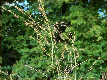 Panicum virgatum &amp;#39;Nican&amp;#39; | Vingergras, Parelgierst | Rutenhirse