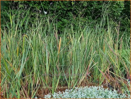 Panicum virgatum &amp;#39;Nican&amp;#39; | Vingergras, Parelgierst | Rutenhirse