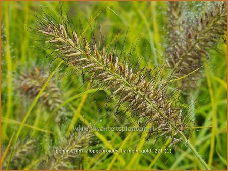 Pennisetum alopecuroides 'Hameln Gold' | Breed lampenpoetsersgras, Borstelveergras, Lampenpoetsersgras | Lampen