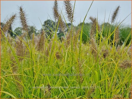 Pennisetum alopecuroides 'Hameln Gold' | Breed lampenpoetsersgras, Borstelveergras, Lampenpoetsersgras | Lampen