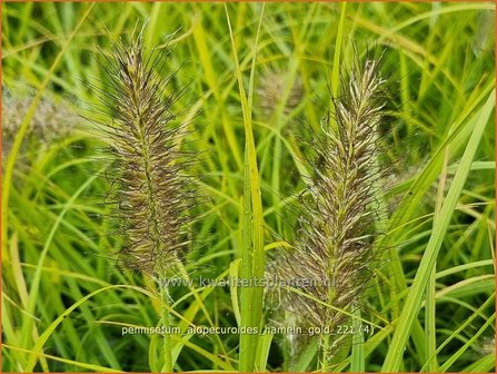 Pennisetum alopecuroides 'Hameln Gold' | Breed lampenpoetsersgras, Borstelveergras, Lampenpoetsersgras | Lampen