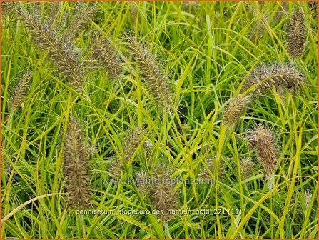 Pennisetum alopecuroides 'Hameln Gold' | Breed lampenpoetsersgras, Borstelveergras, Lampenpoetsersgras | Lampen