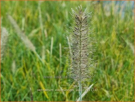 Pennisetum alopecuroides &#39;Piglet&#39; | Breed lampenpoetsersgras, Borstelveergras, Lampenpoetsersgras | Lampenputze