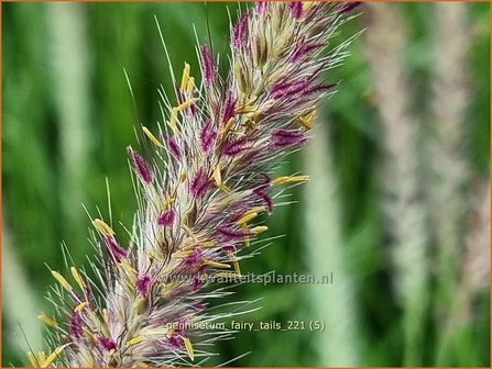 Pennisetum &#39;Fairy Tails&#39; | Lampenpoetsersgras, Borstelveergras | Federborstengras