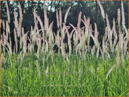 Pennisetum &#39;Fairy Tails&#39; | Lampenpoetsersgras, Borstelveergras | Federborstengras