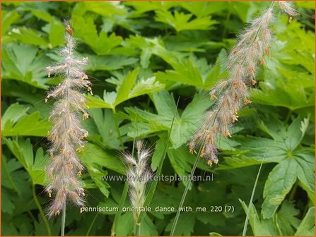 Pennisetum orientale &amp;#39;Dance With Me&amp;#39; | Lampenpoetsersgras, Borstelveergras | Orientalisches Lampenputzergras