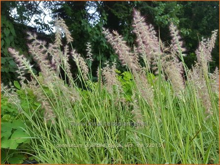 Pennisetum orientale &amp;#39;Dance With Me&amp;#39; | Lampenpoetsersgras, Borstelveergras | Orientalisches Lampenputzergras