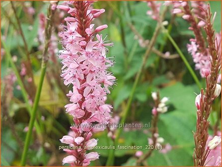 Persicaria amplexicaulis &amp;#39;Fascination&amp;#39; | Doorgroeide duizendknoop, Adderwortel, Duizendknoop | Kerzenkn&ouml;terich