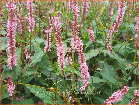 Persicaria amplexicaulis &amp;#39;Fascination&amp;#39; | Doorgroeide duizendknoop, Adderwortel, Duizendknoop | Kerzenkn&ouml;terich