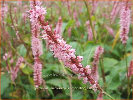 Persicaria amplexicaulis &amp;#39;Fascination&amp;#39; | Doorgroeide duizendknoop, Adderwortel, Duizendknoop | Kerzenkn&ouml;terich