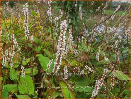 Persicaria amplexicaulis &#039;Fat White&#039; | Doorgroeide duizendknoop, Adderwortel, Duizendknoop | Kerzenkn&ouml;terich
