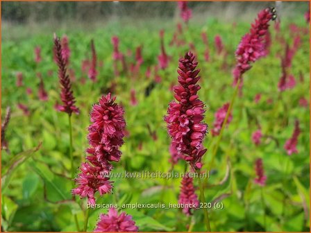 Persicaria amplexicaulis &amp;#39;Heutinck&amp;#39; | Doorgroeide duizendknoop, Adderwortel, Duizendknoop | Kerzenkn&ouml;terich