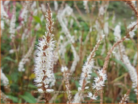 Persicaria amplexicaulis &amp;#39;White Eastfield&amp;#39; | Doorgroeide duizendknoop, Adderwortel, Duizendknoop | Kerzenkn&ouml;te