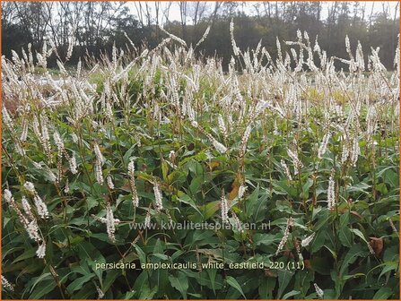 Persicaria amplexicaulis &amp;#39;White Eastfield&amp;#39; | Doorgroeide duizendknoop, Adderwortel, Duizendknoop | Kerzenkn&ouml;te