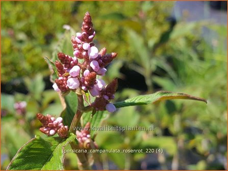 Persicaria campanulata &#039;Rosenrot&#039; | Belletjesduizendknoop, Klokjesduizendknoop, Duizendknoop | Glockenkn&ouml;teric