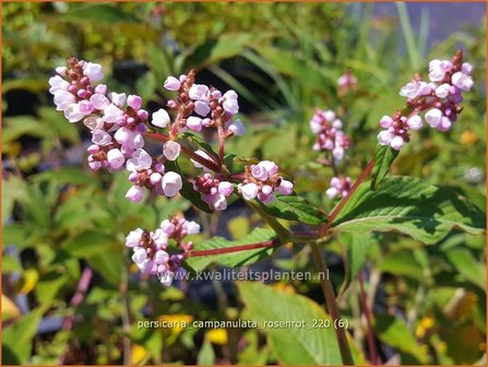 Persicaria campanulata &#039;Rosenrot&#039; | Belletjesduizendknoop, Klokjesduizendknoop, Duizendknoop | Glockenkn&ouml;teric