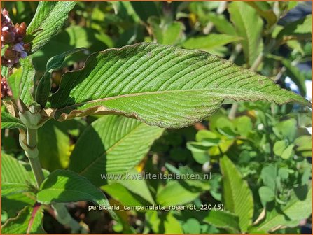 Persicaria campanulata &#039;Rosenrot&#039; | Belletjesduizendknoop, Klokjesduizendknoop, Duizendknoop | Glockenkn&ouml;teric