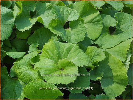 Petasites japonicus &amp;#39;Giganteus&amp;#39; | Japans hoefblad, Allemansverdriet, Pestwortel, Hoefblad | Japanische Pestwurz