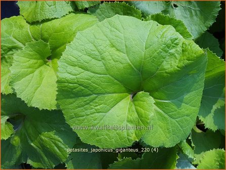 Petasites japonicus &amp;#39;Giganteus&amp;#39; | Japans hoefblad, Allemansverdriet, Pestwortel, Hoefblad | Japanische Pestwurz