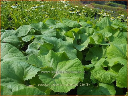 Petasites japonicus &amp;#39;Giganteus&amp;#39; | Japans hoefblad, Allemansverdriet, Pestwortel, Hoefblad | Japanische Pestwurz