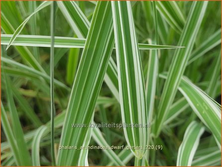 Phalaris arundinacea &amp;#39;Dwarf Garters&amp;#39; | Rietgras, Kanariegras | Rohrglanzgras