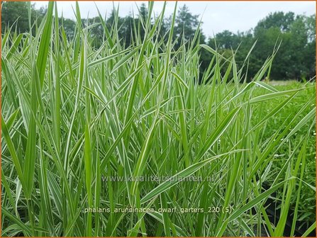 Phalaris arundinacea &amp;#39;Dwarf Garters&amp;#39; | Rietgras, Kanariegras | Rohrglanzgras