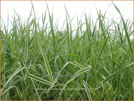 Phalaris arundinacea &amp;#39;Dwarf Garters&amp;#39; | Rietgras, Kanariegras | Rohrglanzgras