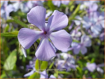 Phlox divaricata &amp;#39;Geddington Cross&amp;#39; | Voorjaarsvlambloem, Vlambloem, Flox, Floks | Wald-Flammenblume