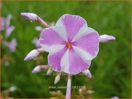 Phlox &amp;#39;Natascha&amp;#39;